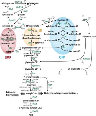 The primary carbon metabolism in cyanobacteria and its regulation